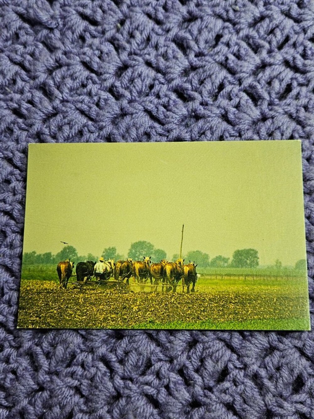 Eight Horse Hitch Amishman Maximum Horsepower Postcard